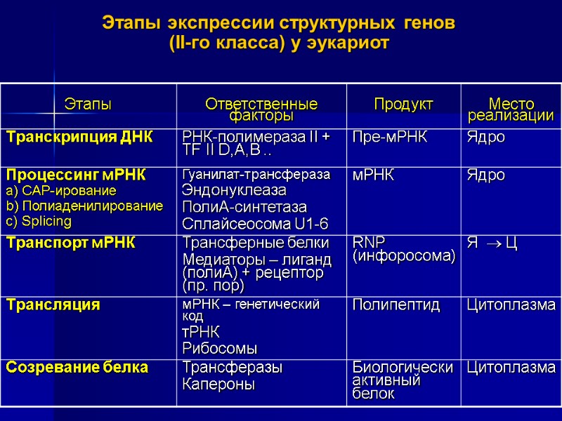 Этапы экспрессии структурных генов (II-го класса) у эукариот